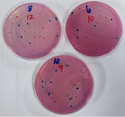 BNCC360398 水质粪大肠菌群标准质控样品（滤膜法）